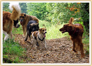 Hunde im Wald